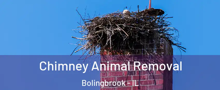 Chimney Animal Removal Bolingbrook - IL